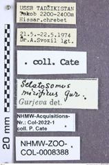 Etiketten zu Selatosomus mirificus (Gurjeva, 1972) (NHMW-ZOO-COL-0008388)